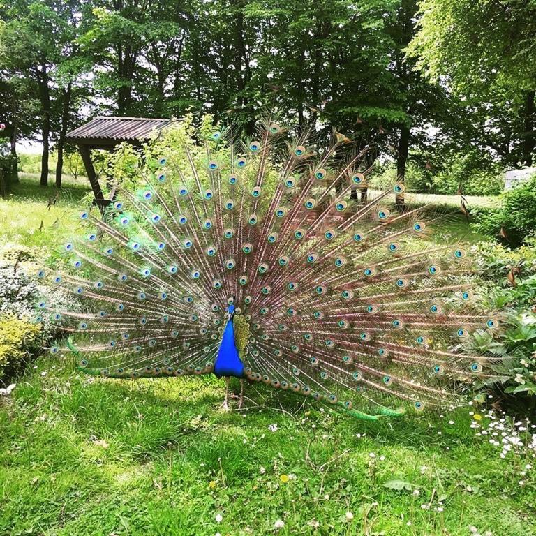 Dwor Podstolice - House Of Rosenthalヴィラ エクステリア 写真